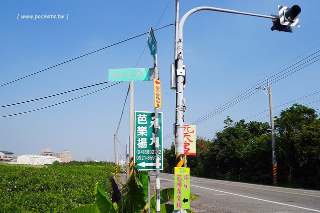 溪州鄉綠筍路┃彰化旅遊景點:彰化繽紛波斯菊花海秘境,2017年溪州鄉綠筍路波斯菊正開,還有黃澄澄的油菜花和捆稻草 @飛天璇的口袋