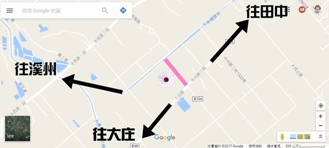 溪州鄉綠筍路┃彰化旅遊景點:彰化繽紛波斯菊花海秘境,2017年溪州鄉綠筍路波斯菊正開,還有黃澄澄的油菜花和捆稻草 @飛天璇的口袋