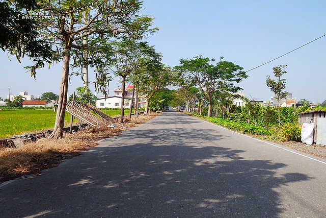 溪州鄉綠筍路┃彰化旅遊景點:彰化繽紛波斯菊花海秘境,2017年溪州鄉綠筍路波斯菊正開,還有黃澄澄的油菜花和捆稻草 @飛天璇的口袋