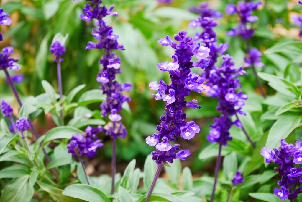 台中新社|安妮公主花園|新社浪漫的粉紅景觀餐廳,親子、情侶假日休閒的好去處 @飛天璇的口袋