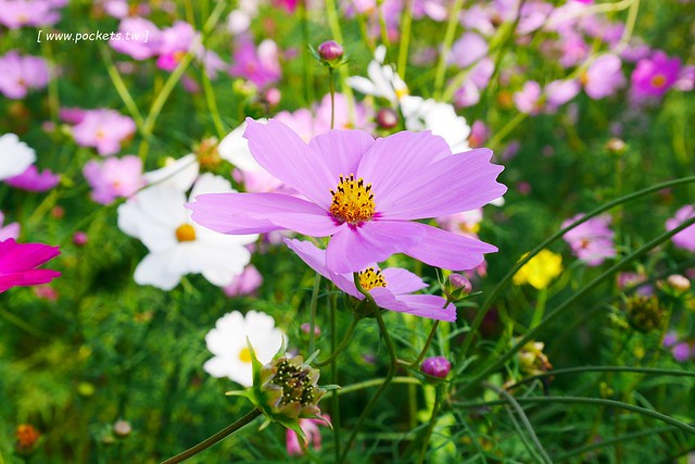 溪州鄉綠筍路┃彰化旅遊景點:彰化繽紛波斯菊花海秘境,2017年溪州鄉綠筍路波斯菊正開,還有黃澄澄的油菜花和捆稻草 @飛天璇的口袋