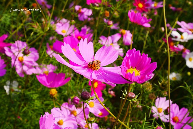 溪州鄉綠筍路┃彰化旅遊景點:彰化繽紛波斯菊花海秘境,2017年溪州鄉綠筍路波斯菊正開,還有黃澄澄的油菜花和捆稻草 @飛天璇的口袋