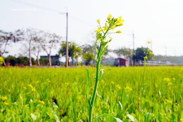 溪州鄉綠筍路┃彰化旅遊景點:彰化繽紛波斯菊花海秘境,2017年溪州鄉綠筍路波斯菊正開,還有黃澄澄的油菜花和捆稻草 @飛天璇的口袋
