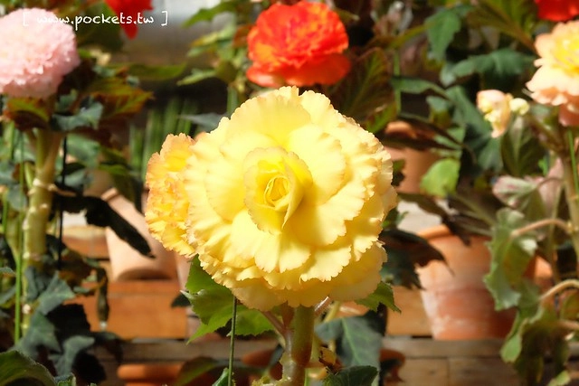 【日本三重】名花之里.なばなの里~日本冬季最大燈海,冬季百萬點燈活動(附從榮町到長島溫泉outlet的交通方式) @飛天璇的口袋