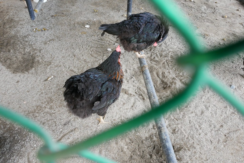 蛋寶生技不老村┃桃園旅遊:充滿日本江戶風情的觀光工廠,紅色大鳥居IG桃園打卡熱門景點 @飛天璇的口袋