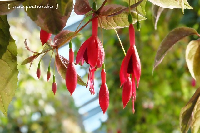 【日本三重】名花之里.なばなの里~日本冬季最大燈海,冬季百萬點燈活動(附從榮町到長島溫泉outlet的交通方式) @飛天璇的口袋