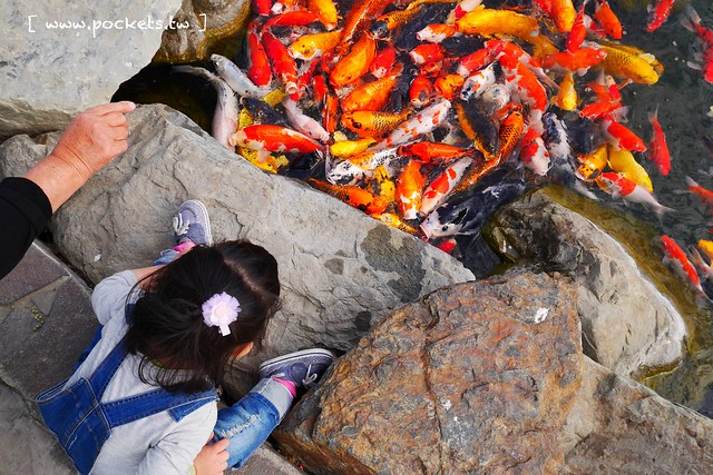 雲林崙背|千巧谷牛樂園牧場:結合沙坑、餵魚、美食、牧場,適合親子旅遊的地點 @飛天璇的口袋