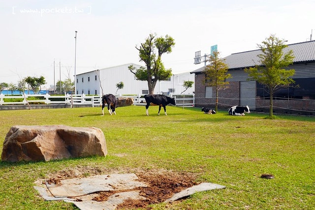 雲林崙背|千巧谷牛樂園牧場:結合沙坑、餵魚、美食、牧場,適合親子旅遊的地點 @飛天璇的口袋