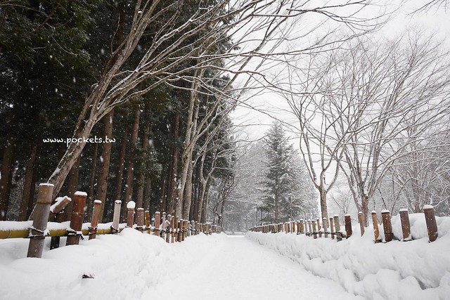 圓藏寺┃福島旅遊景點:赤牛的發源地,日本的三大虚空藏尊之一,摸紅牛許願就會成真哦! @飛天璇的口袋