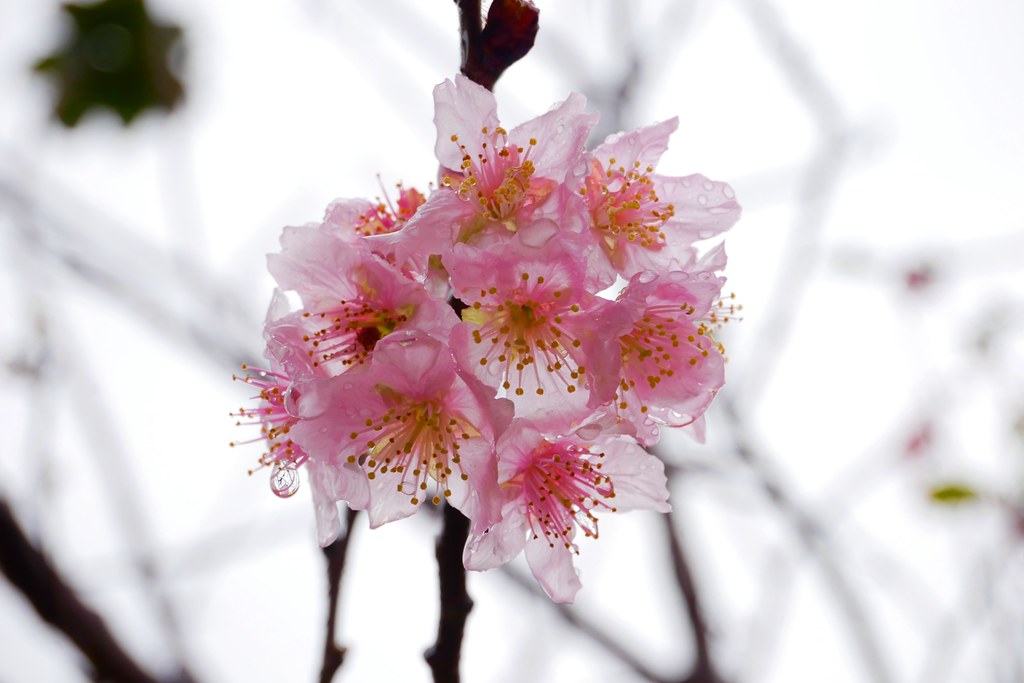 【南投水里】明潭水庫 X 大觀發電廠:在地人推薦南投秘密旅遊景點,還可以品嚐電廠獨家販售枝仔冰 @飛天璇的口袋