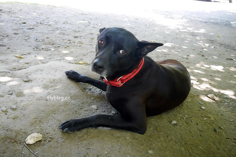 南投水里|阿成的家.在龍眼樹下吃百匯料理,大哥窯烤歐式麵包 @飛天璇的口袋