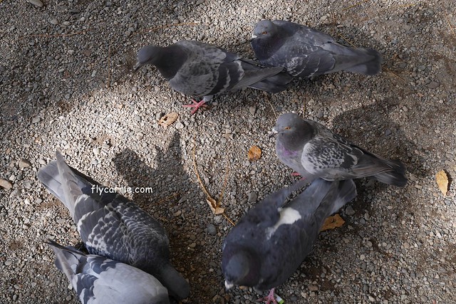 日本東京|雷門+淺草寺+晴空塔一日遊,旅遊網站統計,觀光客第一次到東京必遊景點 @飛天璇的口袋