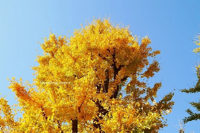 日本東京|雷門+淺草寺+晴空塔一日遊,旅遊網站統計,觀光客第一次到東京必遊景點 @飛天璇的口袋