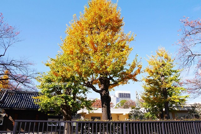 日本東京|雷門+淺草寺+晴空塔一日遊,旅遊網站統計,觀光客第一次到東京必遊景點 @飛天璇的口袋