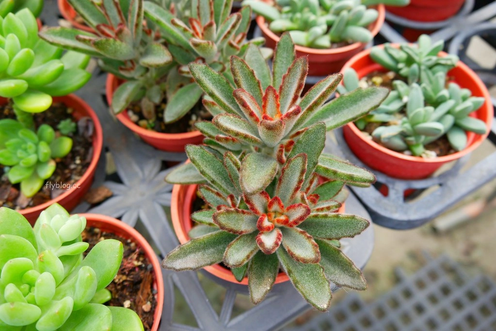 綠果庭院|田尾多肉植物控的天堂,彰化田尾IG熱門打卡景點 @飛天璇的口袋