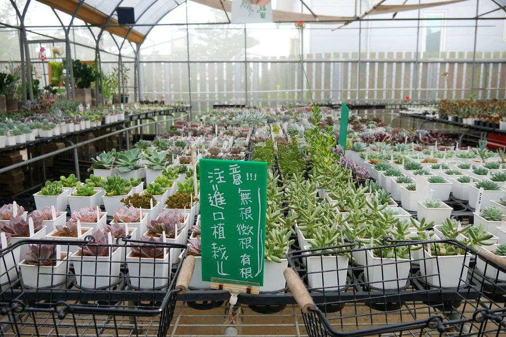 綠果庭院|田尾多肉植物控的天堂,彰化田尾IG熱門打卡景點 @飛天璇的口袋