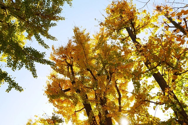 日本東京|雷門+淺草寺+晴空塔一日遊,旅遊網站統計,觀光客第一次到東京必遊景點 @飛天璇的口袋