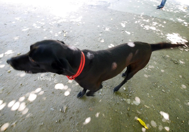 南投水里|阿成的家.在龍眼樹下吃百匯料理,大哥窯烤歐式麵包 @飛天璇的口袋