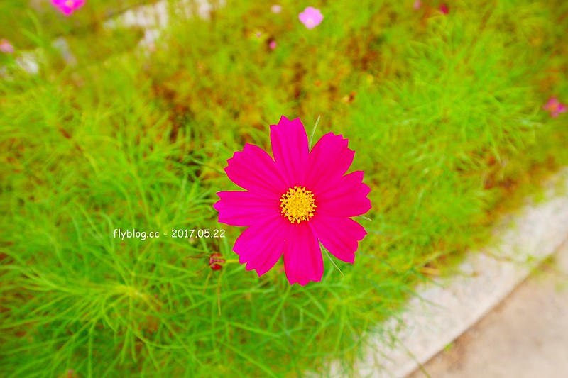 一德洋樓.台中市歷史建築林懋陽故居┃台中北屯美食:百年古蹟再造,結合一德藝文茶館、禧院喜餅、羅布森書蟲房冊惦、布朗尼甜點,未來還會有兒童沙坑和遊戲區 @飛天璇的口袋