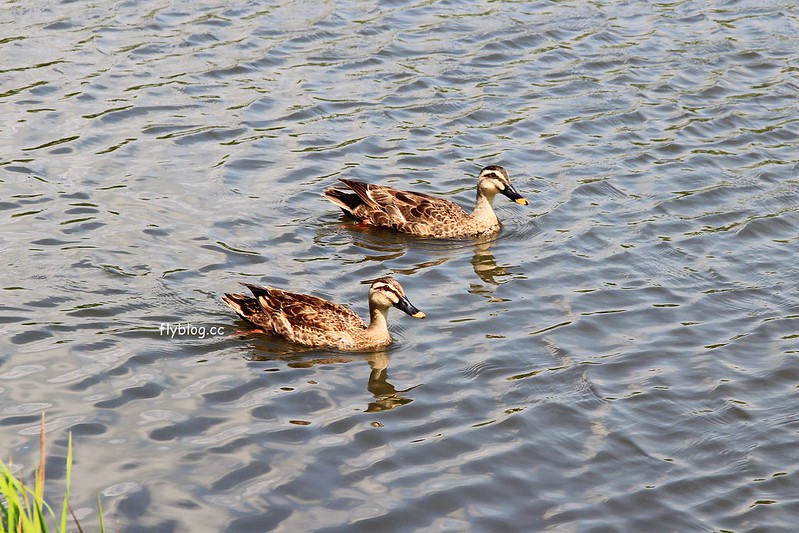 日本長野|舊輕井澤一日遊,雲場池、聖保羅教會、銀座商店街銀座、輕井澤觀光會館、諏訪神社、澤圭音羽之森酒店、矢崎公園、茜屋珈琲店 @飛天璇的口袋