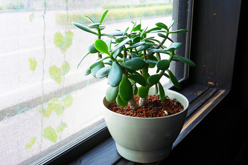 日本長野|舊輕井澤一日遊,雲場池、聖保羅教會、銀座商店街銀座、輕井澤觀光會館、諏訪神社、澤圭音羽之森酒店、矢崎公園、茜屋珈琲店 @飛天璇的口袋