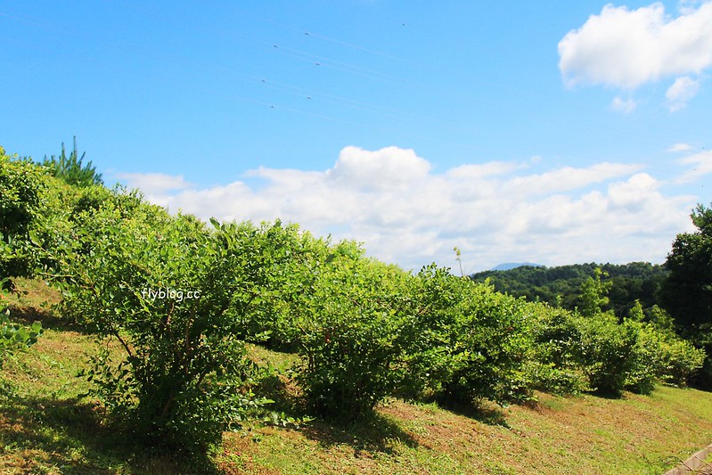 日本京都|丹後王國(美食之都)~西日本最大道の駅,結合餐飲、娛樂、景觀、住宿和購物,有100萬顆燈炮組成的天空遊步道 @飛天璇的口袋