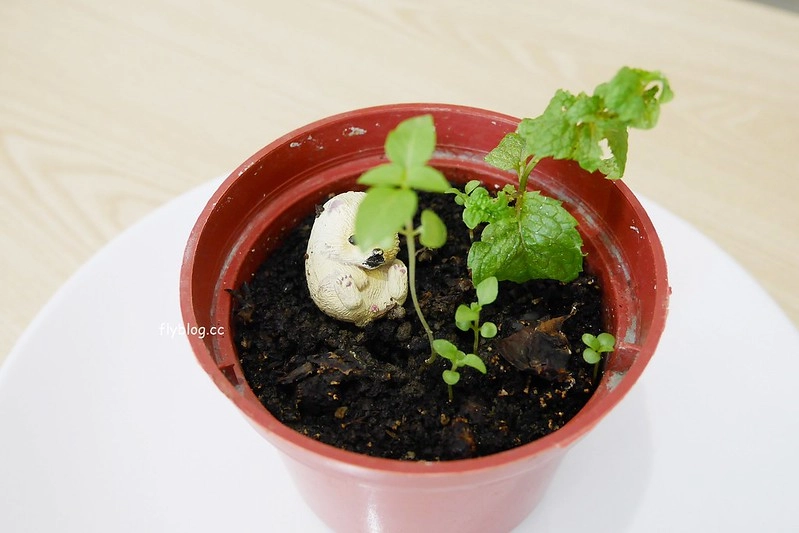 【台中甜點】花火甜點工場:簡單質樸的法式甜點店,民俗公園正對面,可愛的富士山抹茶塔和小天使泡芙好吸睛 @飛天璇的口袋