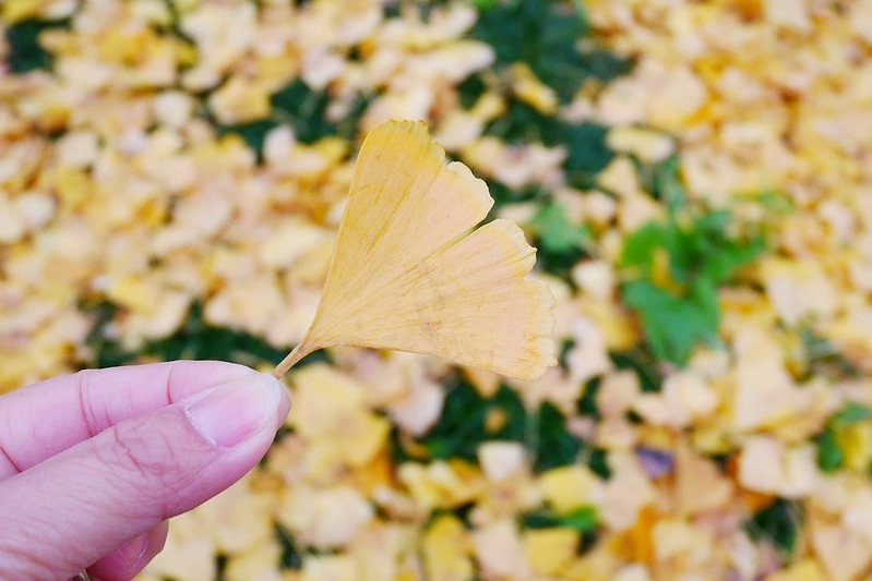 日本東京|東京輕井澤5天4夜自由行懶人包,東京必玩景點、必吃美食、必買商品、飯店住宿、交通方式、行程分享 @飛天璇的口袋