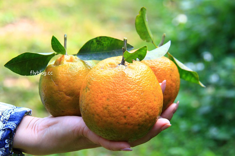 2018花博在后里┃台中后里:結果花博以及農遊,採果、露營、梨の筆DIY,搭配兩天一夜露營行程,后里也有不同的玩法 @飛天璇的口袋