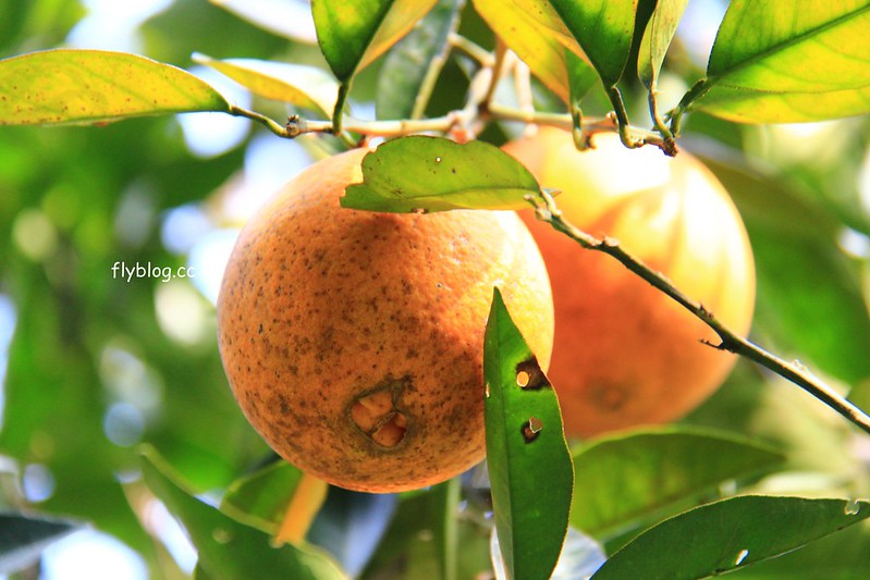 2018花博在后里┃台中后里:結果花博以及農遊,採果、露營、梨の筆DIY,搭配兩天一夜露營行程,后里也有不同的玩法 @飛天璇的口袋