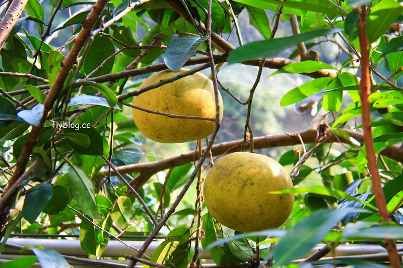 2018花博在后里┃台中后里:結果花博以及農遊,採果、露營、梨の筆DIY,搭配兩天一夜露營行程,后里也有不同的玩法 @飛天璇的口袋