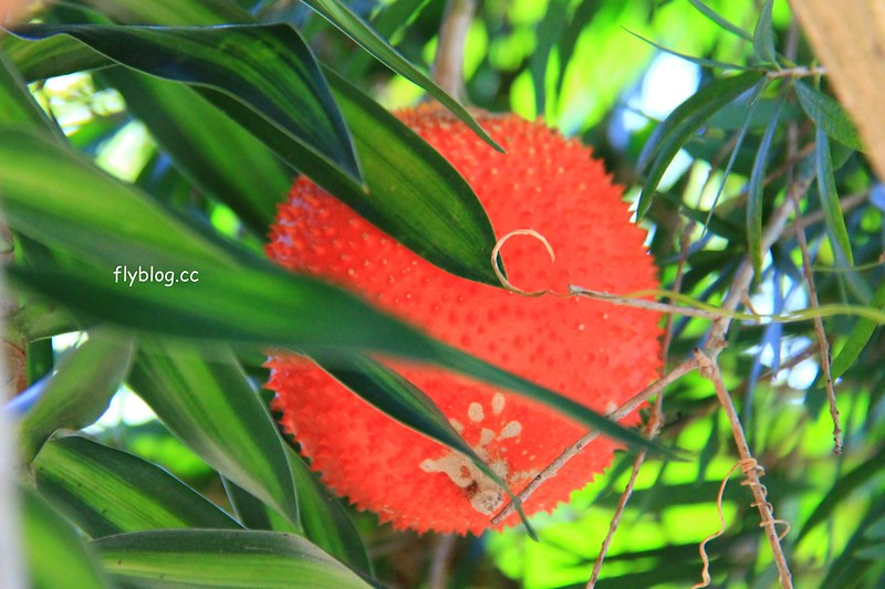 2018花博在后里┃台中后里:結果花博以及農遊,採果、露營、梨の筆DIY,搭配兩天一夜露營行程,后里也有不同的玩法 @飛天璇的口袋