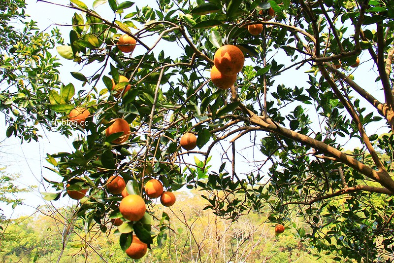2018花博在后里┃台中后里:結果花博以及農遊,採果、露營、梨の筆DIY,搭配兩天一夜露營行程,后里也有不同的玩法 @飛天璇的口袋