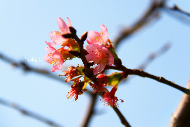 2018花博在后里┃台中后里:結果花博以及農遊,採果、露營、梨の筆DIY,搭配兩天一夜露營行程,后里也有不同的玩法 @飛天璇的口袋