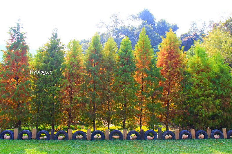 2018花博在后里┃台中后里:結果花博以及農遊,採果、露營、梨の筆DIY,搭配兩天一夜露營行程,后里也有不同的玩法 @飛天璇的口袋