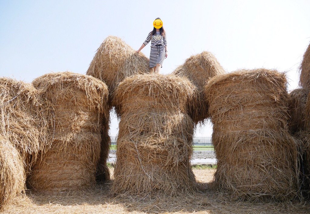 稻草捲心酥:草地上巨型咖啡捲心酥,IG打卡熱門景點,嘉義新港就有哦! @飛天璇的口袋