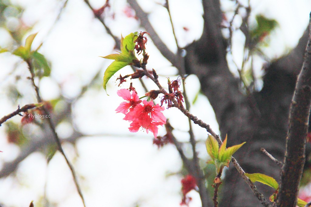 新社郵局|充滿童趣的可愛郵局,以地方特產香菇為主題,櫻花盛開時更添浪漫 @飛天璇的口袋