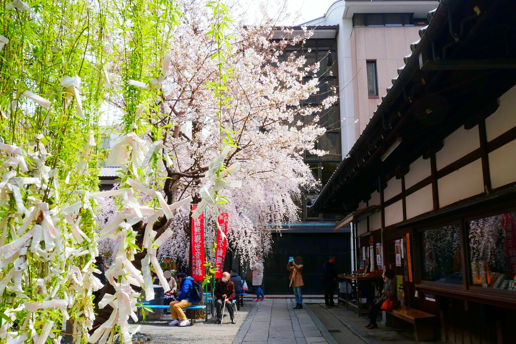 日本京都|六角堂 X 星巴克|日本Starbucks特色店,坐在落地窗前欣賞千年佛寺櫻花美景 @飛天璇的口袋