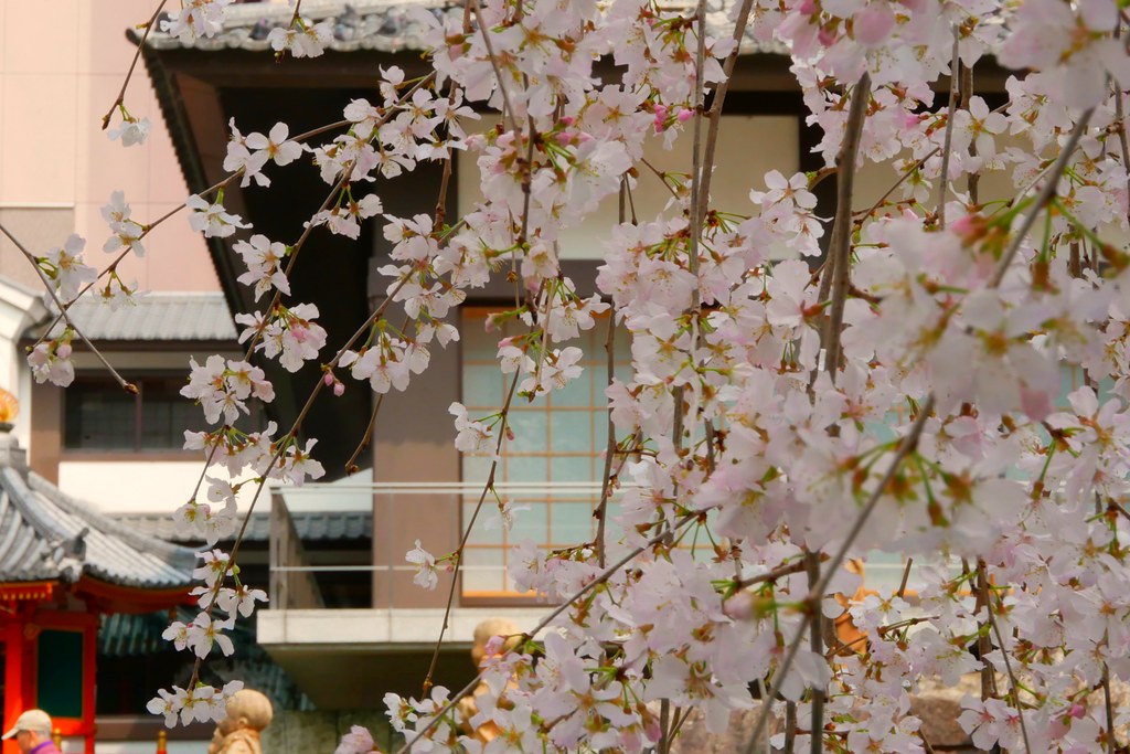 日本京都|六角堂 X 星巴克|日本Starbucks特色店,坐在落地窗前欣賞千年佛寺櫻花美景 @飛天璇的口袋