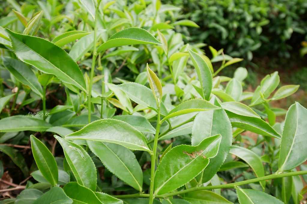 茶二指故事館|超好拍觀光茶園,投進大自然的懷抱,日本和服體驗、茶葉DIY手作課程、可愛彩色水管屋 @飛天璇的口袋