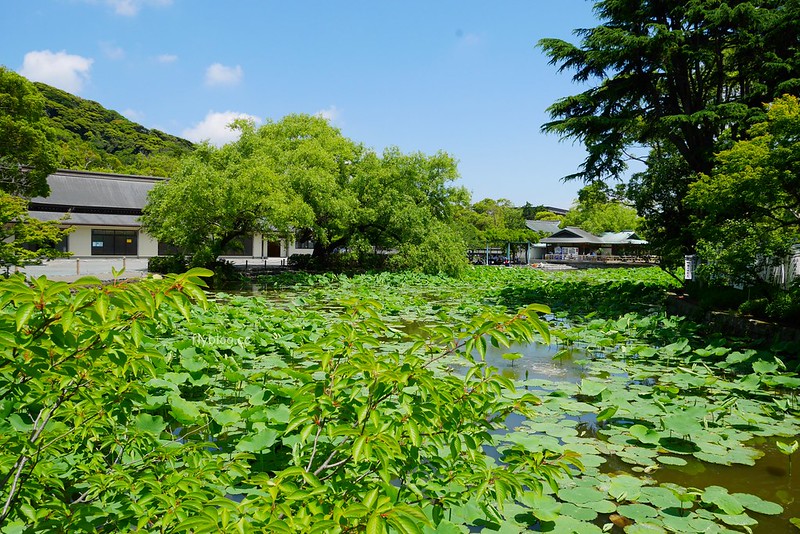 【日本神奈川】鎌倉半日遊~距離東京一個多小時車程~鎌倉地區交通、美食、景點,一個人的鎌倉很悠閒 @飛天璇的口袋
