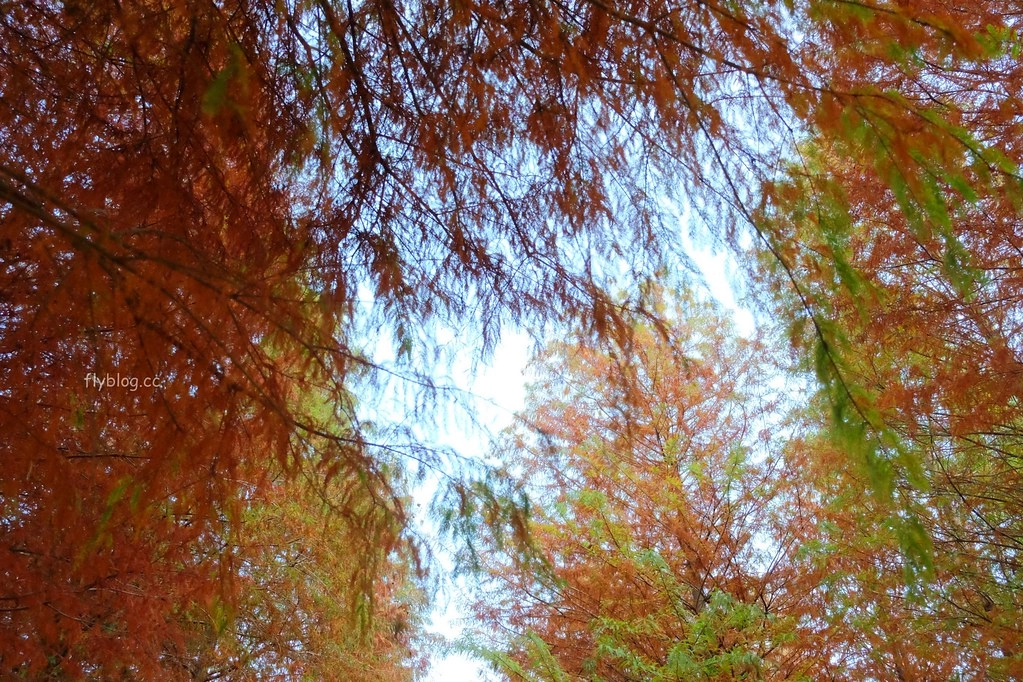 【南投景點】落羽松秘境,充滿異國風情的IG打卡聖地,欣賞金黃橘紅交織的落羽松變裝秀,139線南投與彰化交界 @飛天璇的口袋