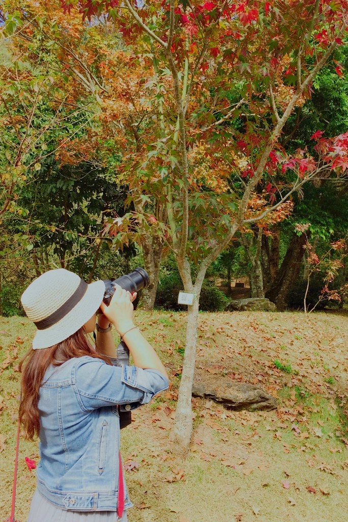南投一日遊:奧萬大賞秋楓,南投最後一片淨土武界部落,在地隱藏版溫泉春陽部落 @飛天璇的口袋