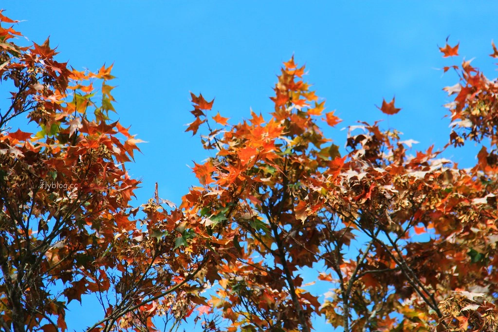 南投一日遊:奧萬大賞秋楓,南投最後一片淨土武界部落,在地隱藏版溫泉春陽部落 @飛天璇的口袋