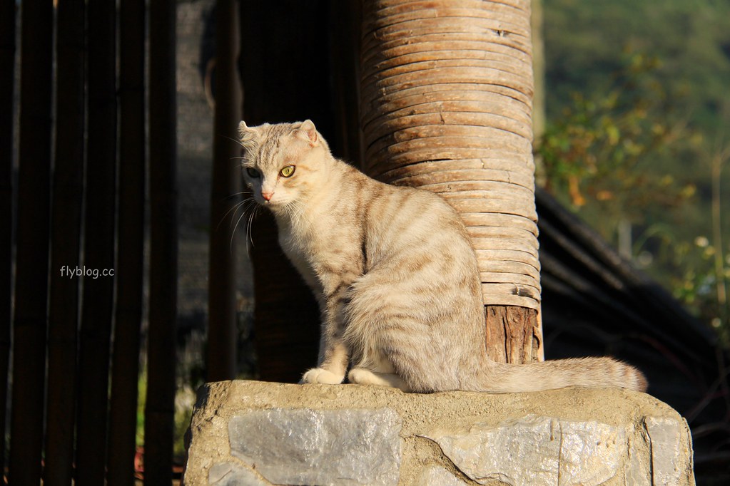 南投一日遊:奧萬大賞秋楓,南投最後一片淨土武界部落,在地隱藏版溫泉春陽部落 @飛天璇的口袋