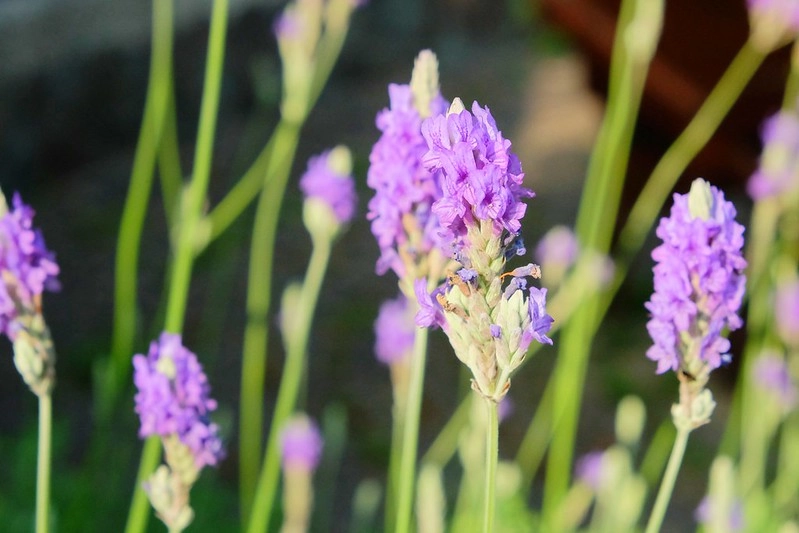 VilaVilla魔法莊園|苗栗卓蘭景觀餐廳,結合樹屋、沙坑、溜滑梯,苗栗親子美食旅遊景點推薦 @飛天璇的口袋