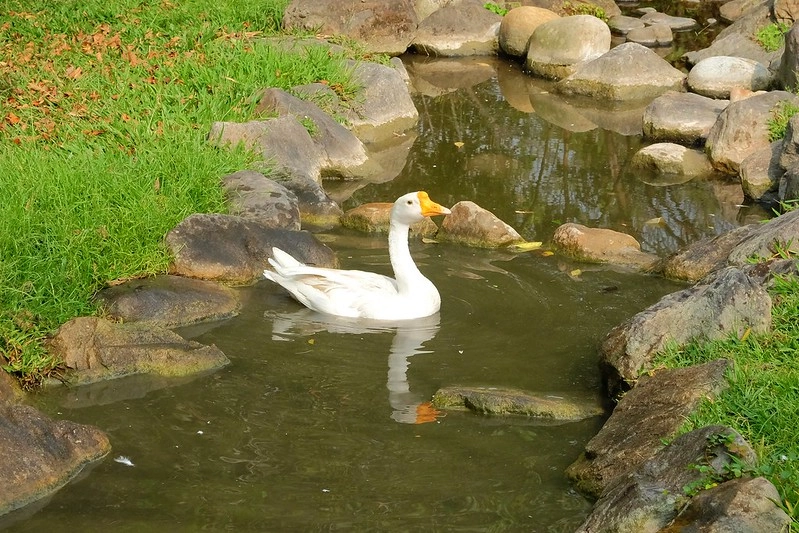 VilaVilla魔法莊園|苗栗卓蘭景觀餐廳,結合樹屋、沙坑、溜滑梯,苗栗親子美食旅遊景點推薦 @飛天璇的口袋