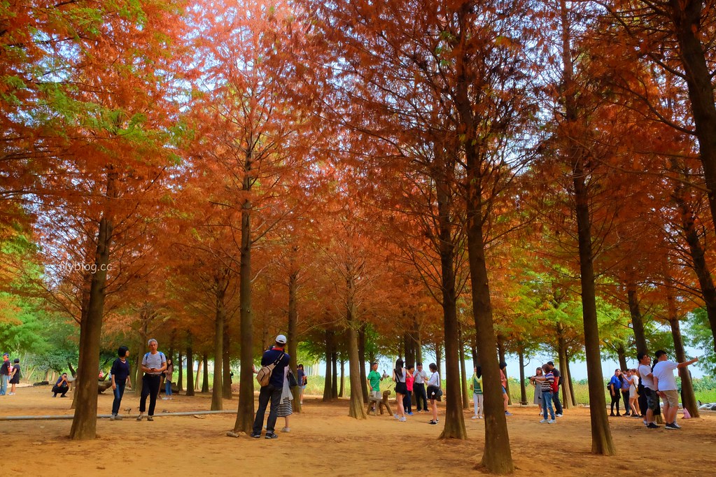 【南投景點】落羽松秘境,充滿異國風情的IG打卡聖地,欣賞金黃橘紅交織的落羽松變裝秀,139線南投與彰化交界 @飛天璇的口袋