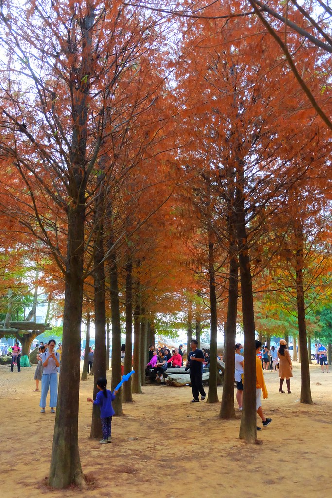 【南投景點】落羽松秘境,充滿異國風情的IG打卡聖地,欣賞金黃橘紅交織的落羽松變裝秀,139線南投與彰化交界 @飛天璇的口袋