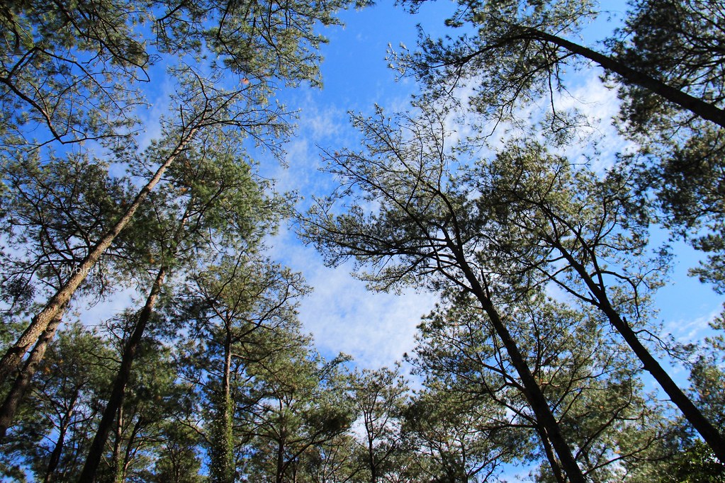 南投一日遊:奧萬大賞秋楓,南投最後一片淨土武界部落,在地隱藏版溫泉春陽部落 @飛天璇的口袋